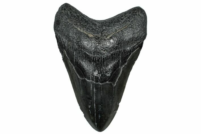 Fossil Megalodon Tooth - South Carolina #300219